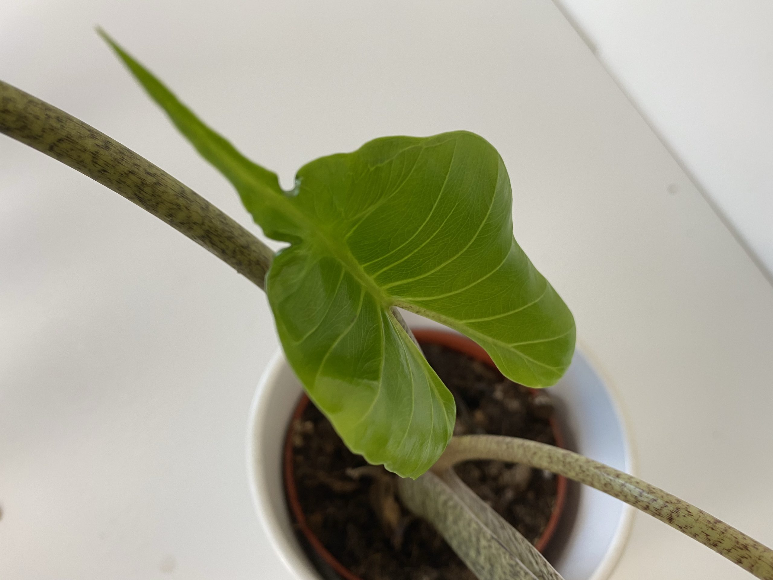 alocasia stingray Houseplant