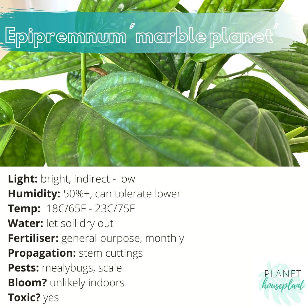 How much do Monstera plants cost? Houseplant