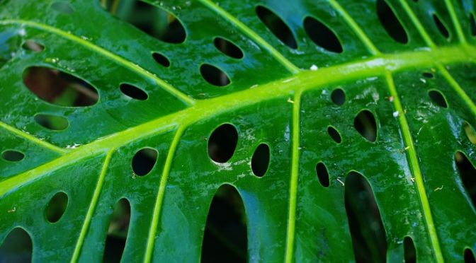 florida beauty green philodendron Philodendron Florida Beauty - Vibrant Variegated Houseplant main image 0