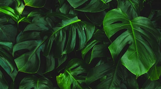 Monstera can live outside  but only if these 4 conditions are met - Planet  Houseplant
