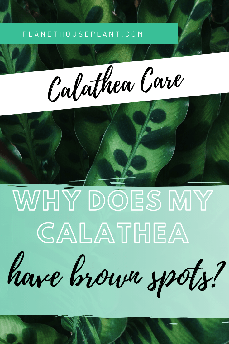 calathea houseplant Calathea Orbifolia | Round Leaf Prayer Plant main image 0