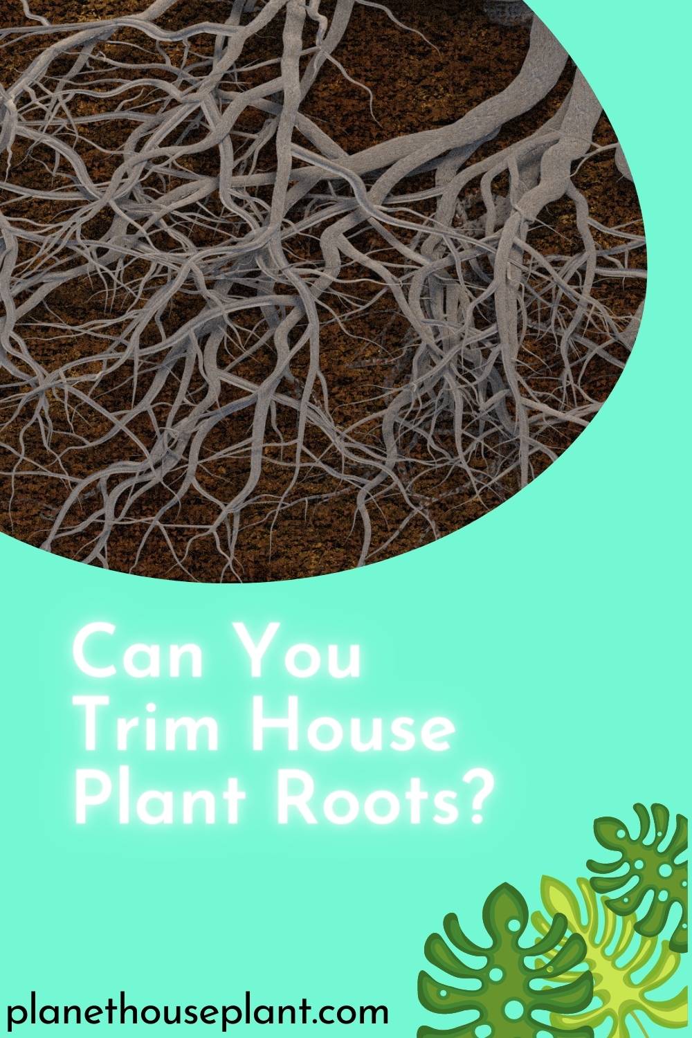 Can You Trim House Plant Roots? Houseplant
