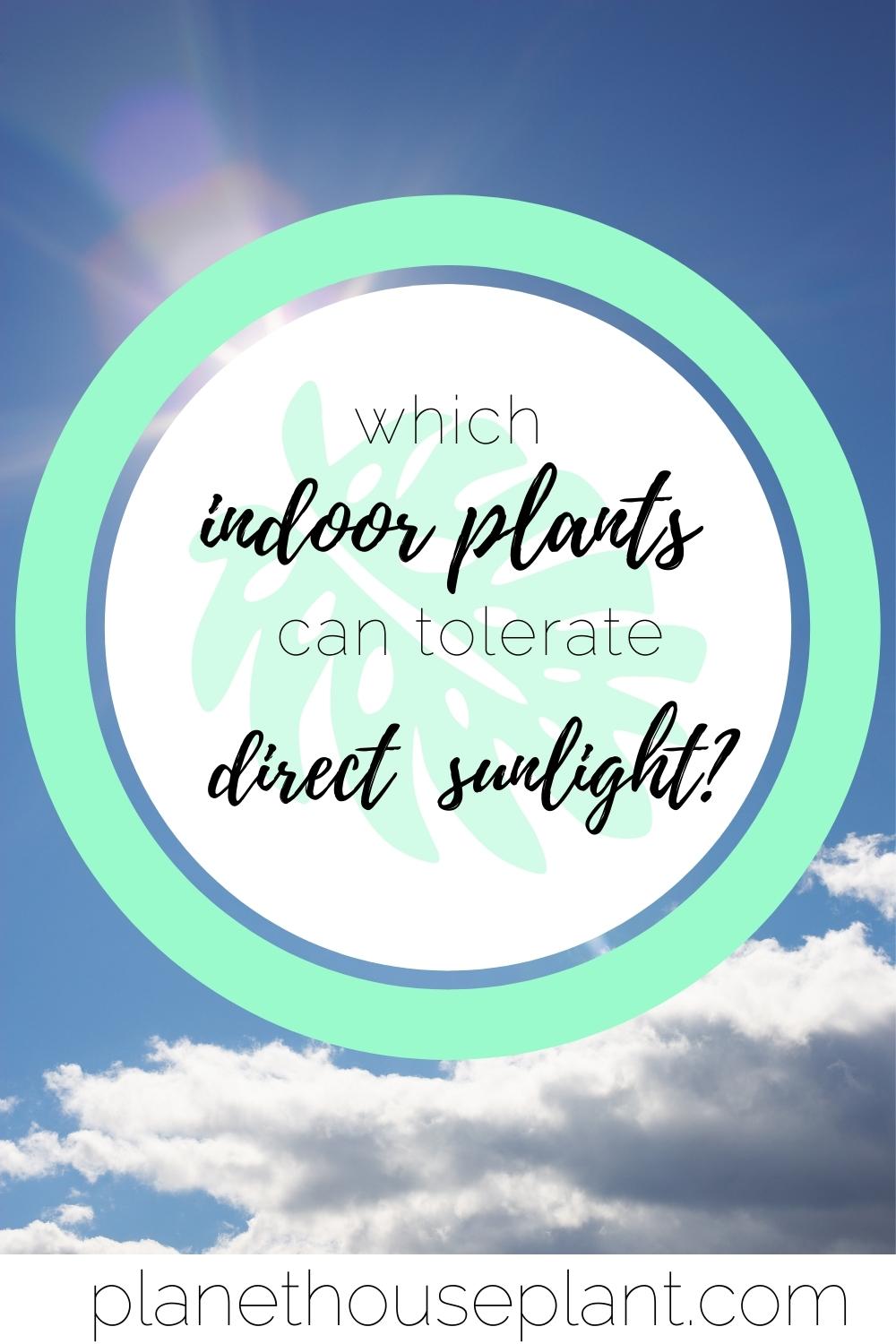 These Houseplants Can Tolerate Direct Sunlight (Acclimate Them First