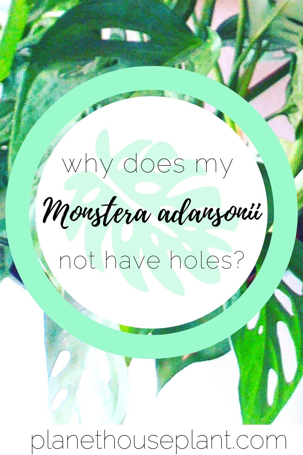 This Is Why Your Monstera Adansonii Doesn't Have Holes - Planet Houseplant
