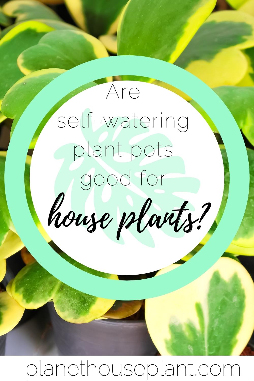 How to Use SelfWatering Plant Pots (They’re Not As SelfSufficient As
