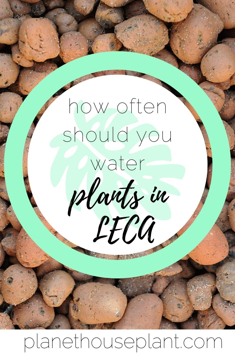How to Water Houseplants In LECA Houseplant