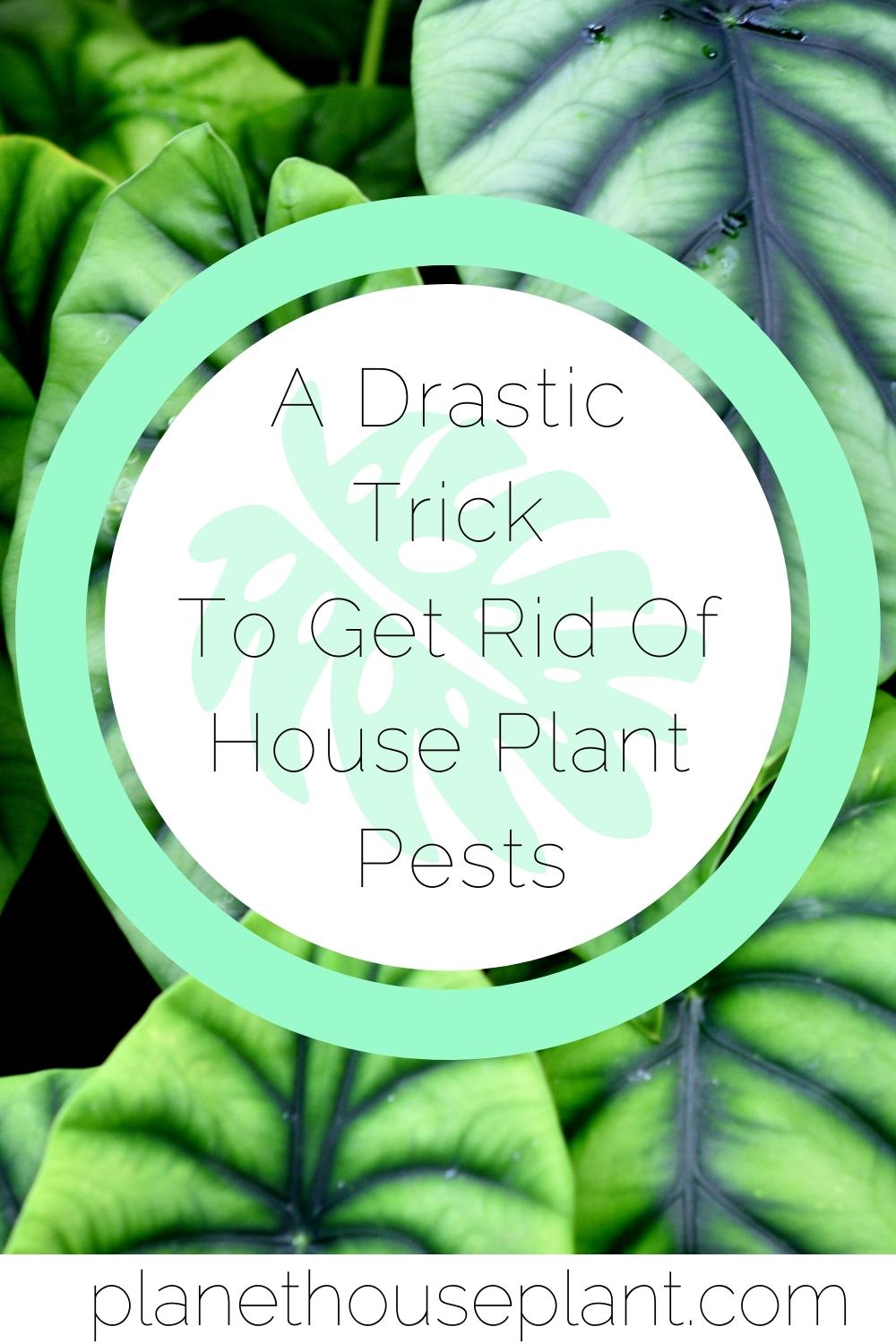 A Drastic Trick to Get Rid Of House Plant Pests Houseplant
