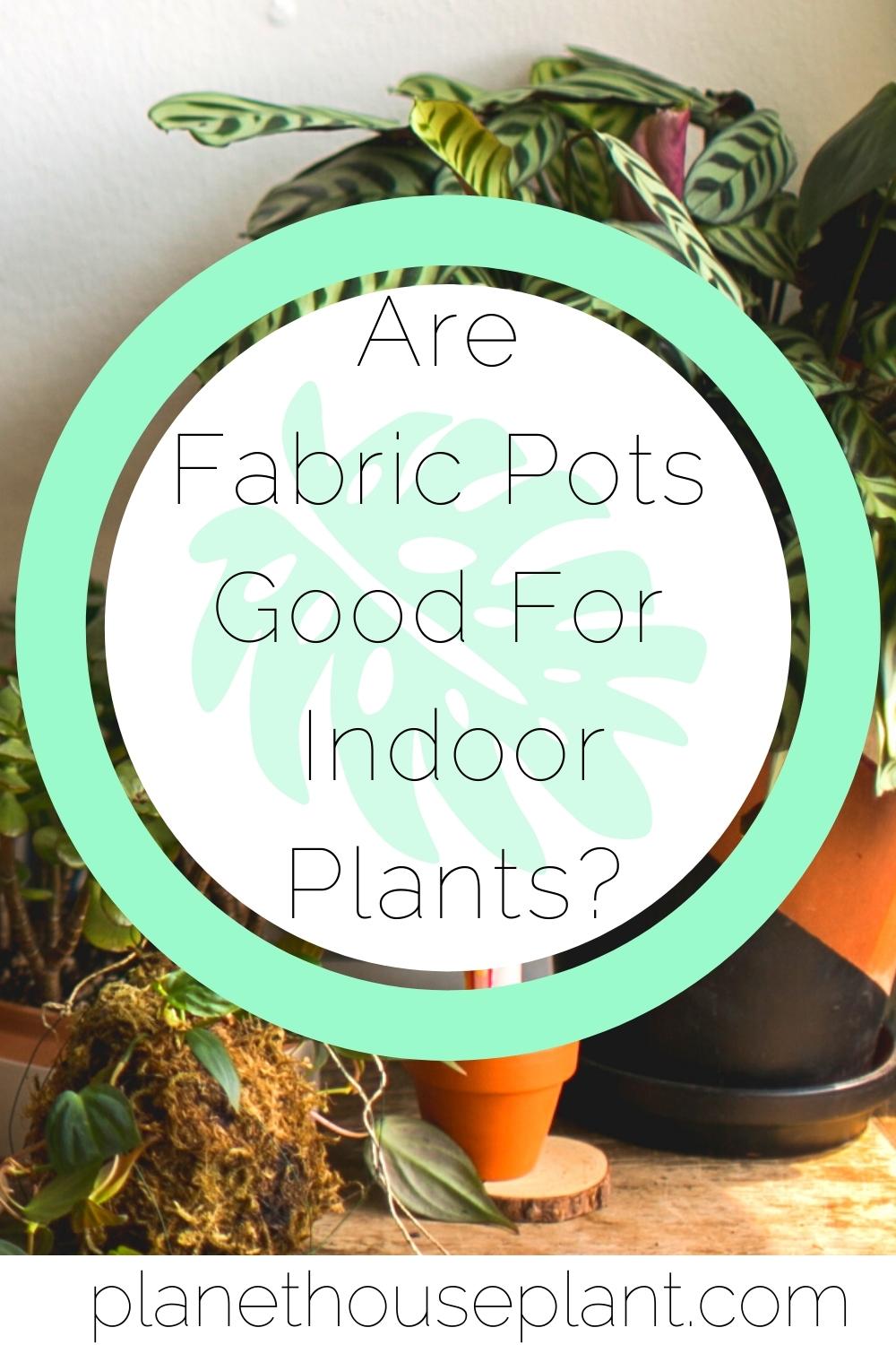 Pros and Cons to Using Fabric Pots For Houseplants Houseplant