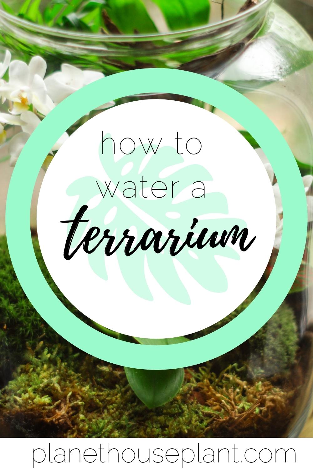 How to Water A Terrarium Houseplant