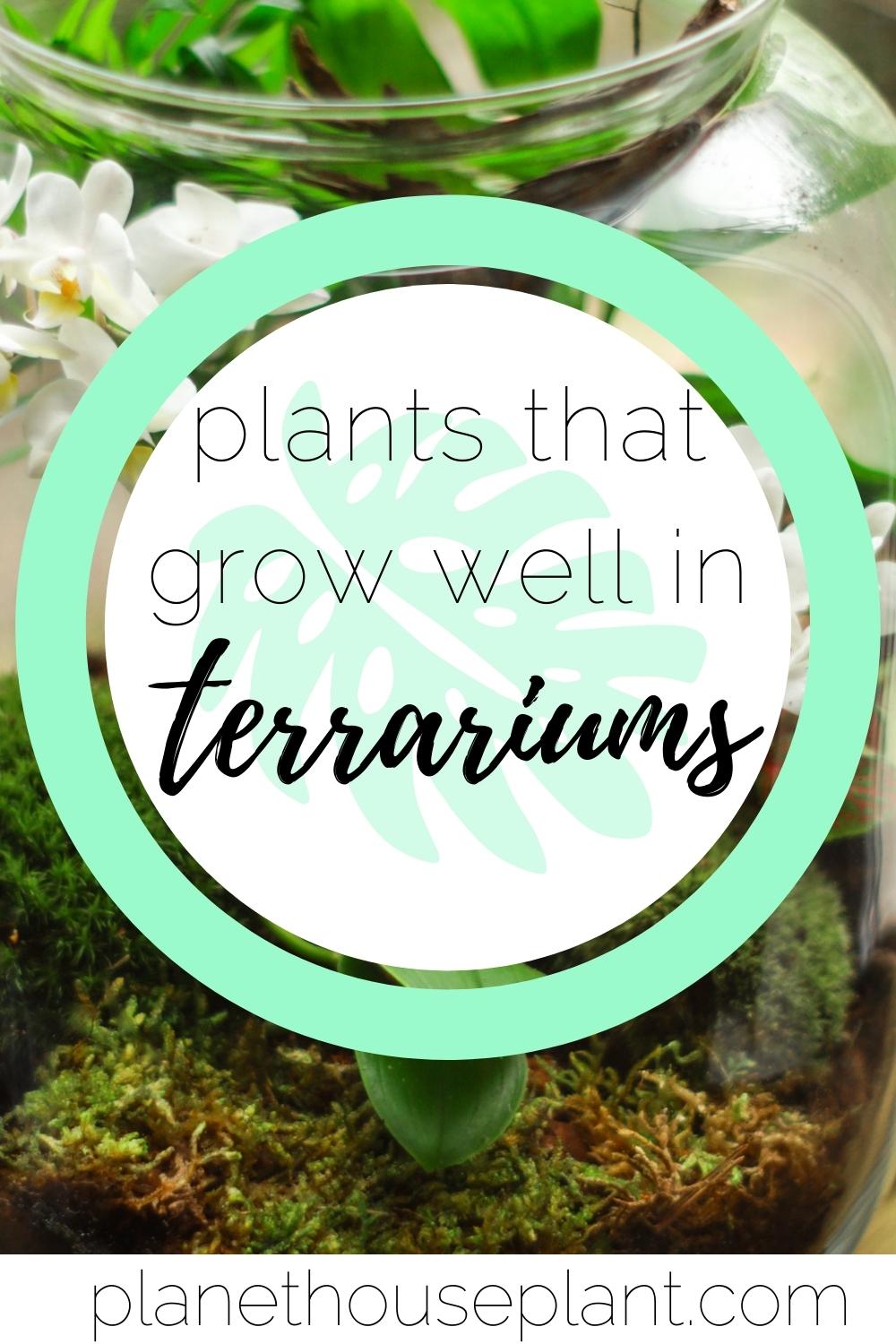 Plants That Grow Well In Terrariums Houseplant