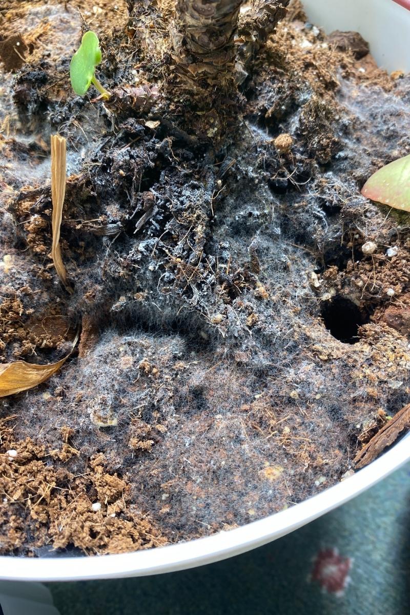 This Is Why Your Monstera Is Growing Mould - Planet Houseplant