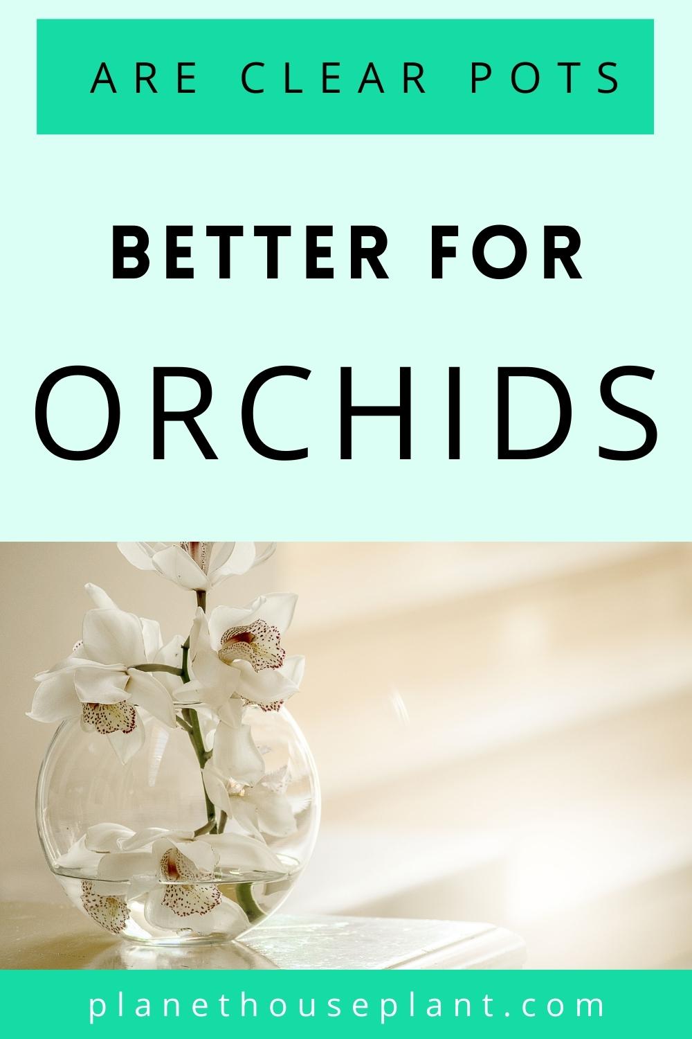 Orchids Don’t NEED Clear Pots (But They Can Help Them Grow)