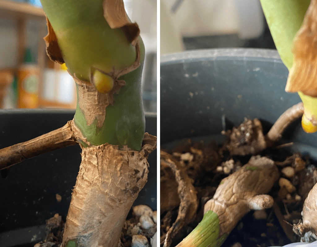 What do you do with aerial roots on Monstera? Houseplant