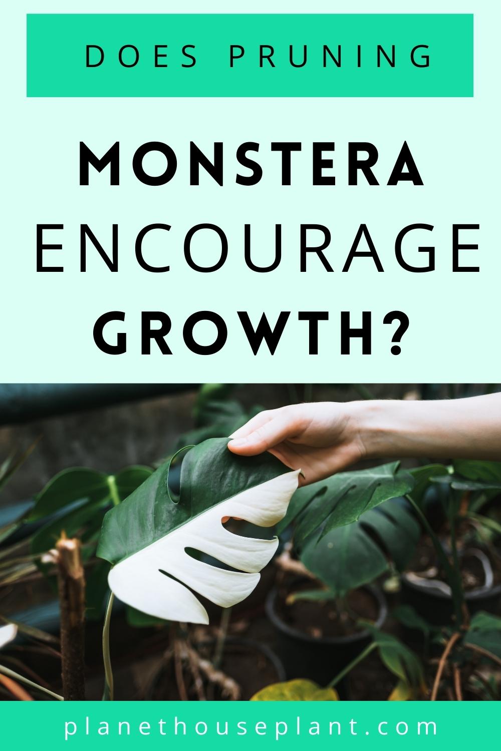 Does Pruning Monstera Encourage Growth? Houseplant