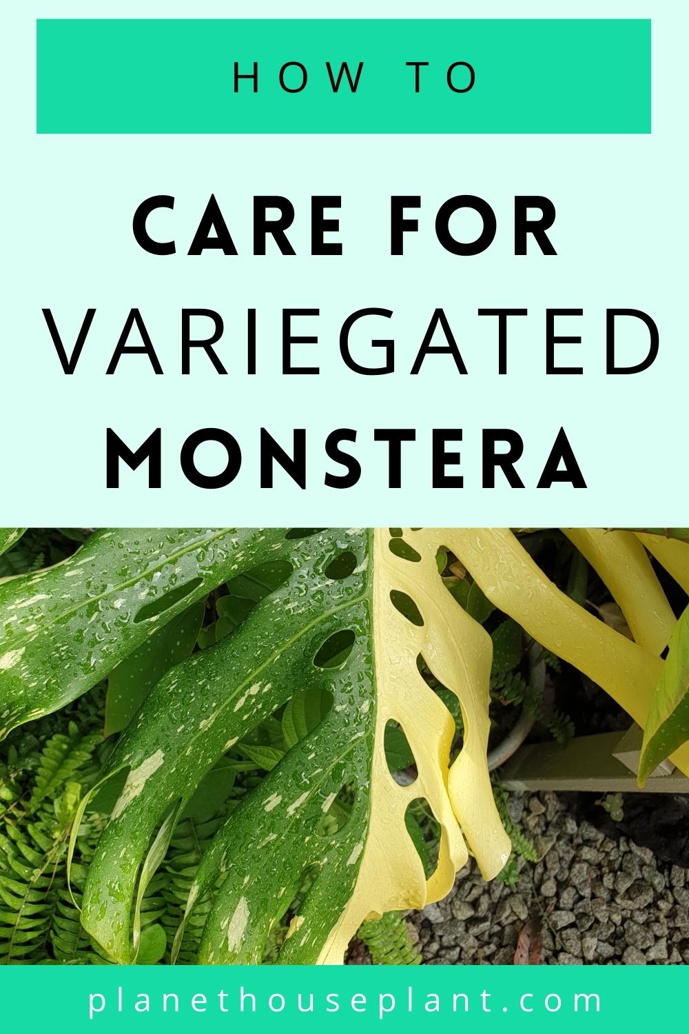 How To Care For Variegated Monstera FAQ Planet Houseplant