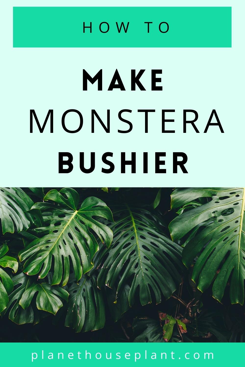How to Make Monstera Bushier Houseplant