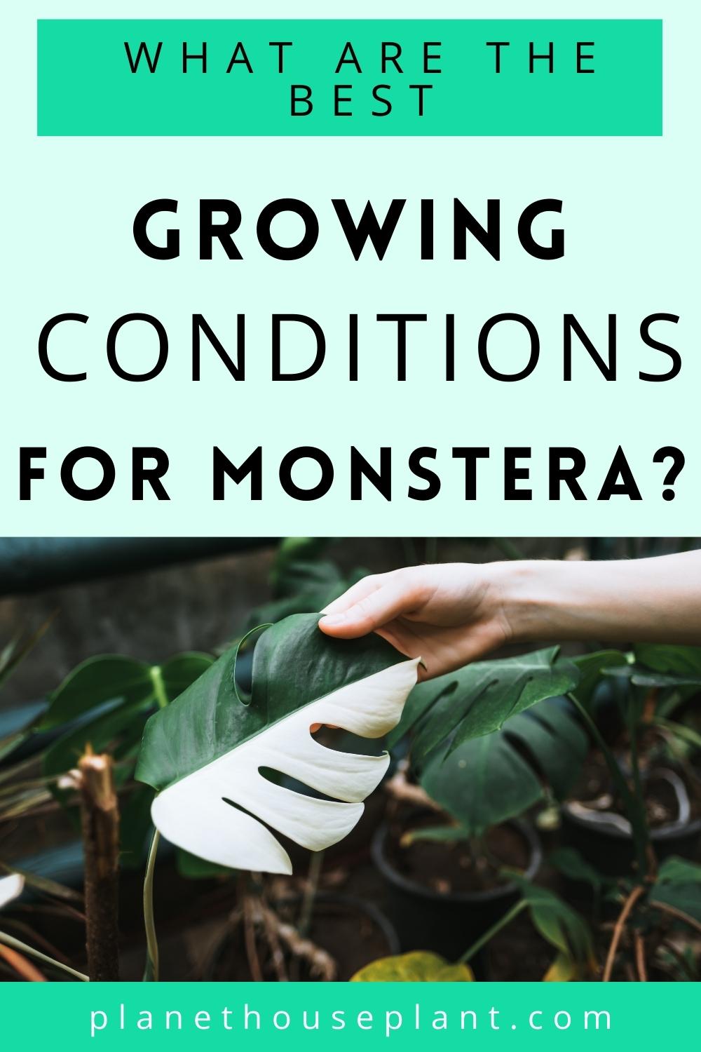 What Are The Best Growing Conditions For Monstera Planet Houseplant
