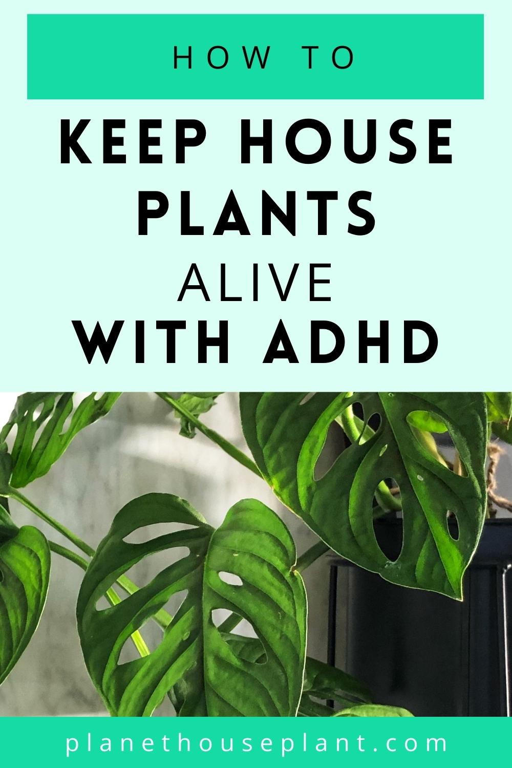 10 Tips For Keeping Houseplants Alive With ADHD Houseplant
