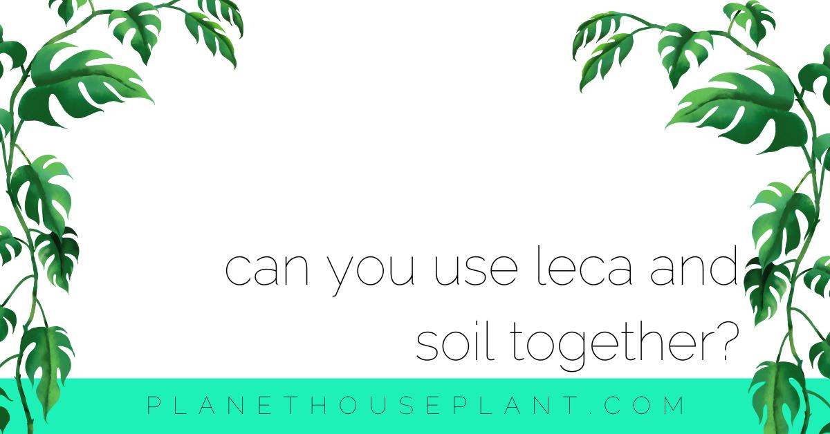 This Is How You Can Use Leca And Soil Together Planet Houseplant