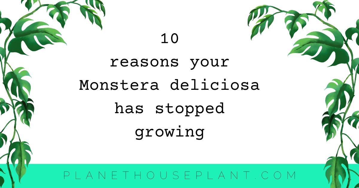 10 Reasons Why Your Monstera has Stopped growing Houseplant