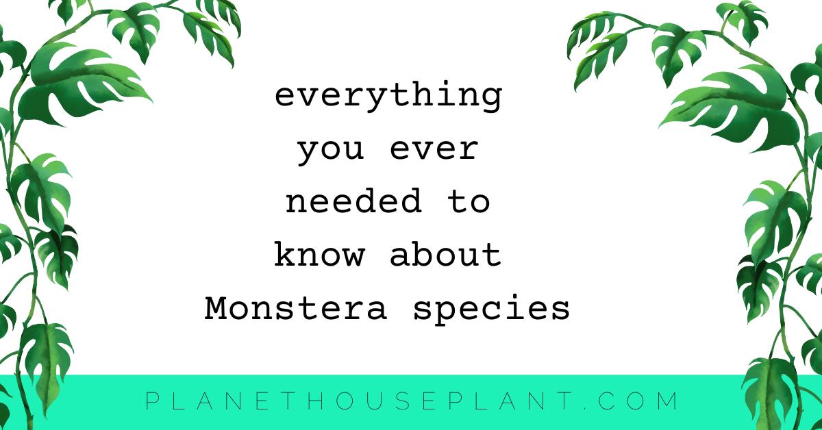 Everything You Ever Needed to Know About Monstera Species - Planet  Houseplant