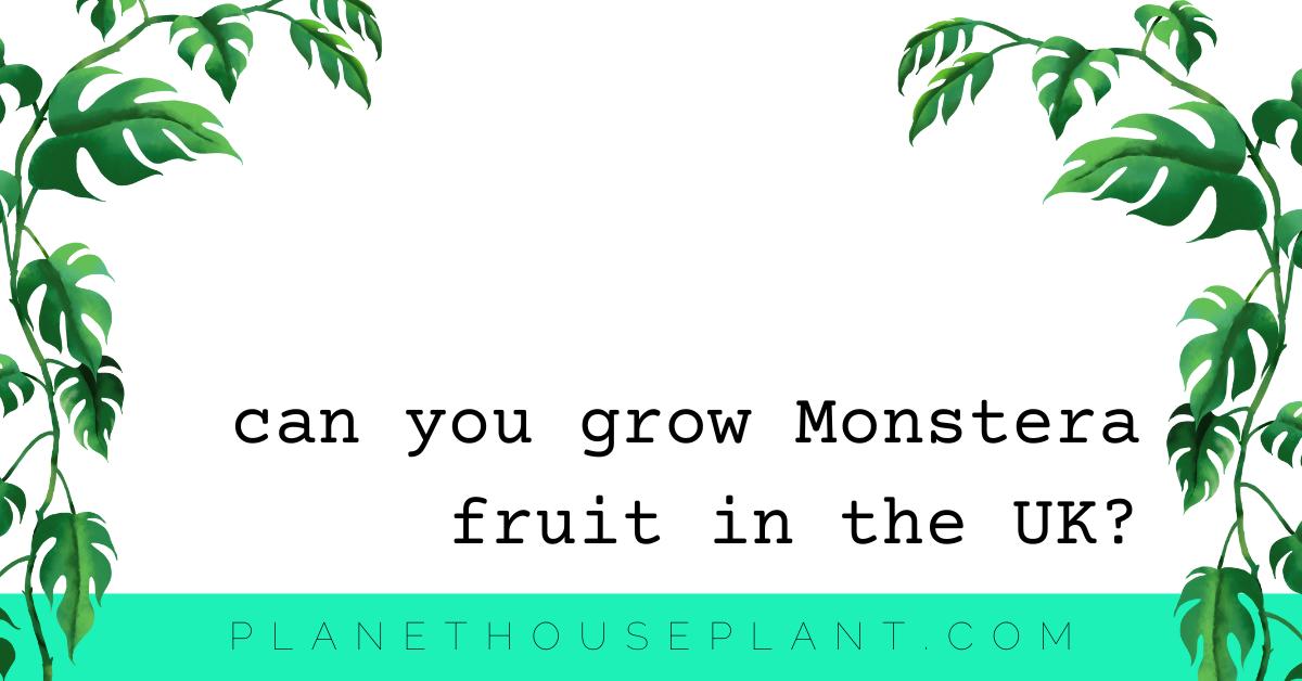You Can Grow Monstera Fruit in the UK (But It Isn’t Easy)