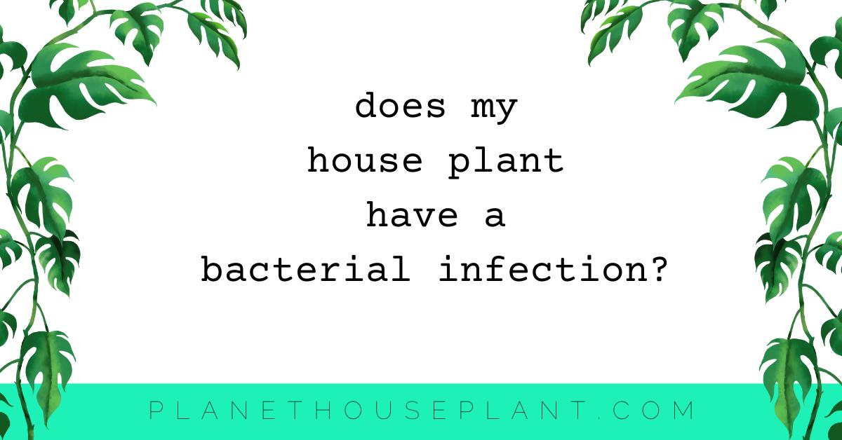 Does My House plant Have A Bacterial Infection? Houseplant