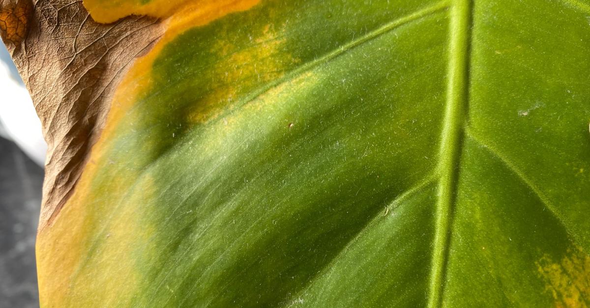 philodendron sodiroi vs mamei Philodendron mamei var Karol Villena – Carnivero main image 1