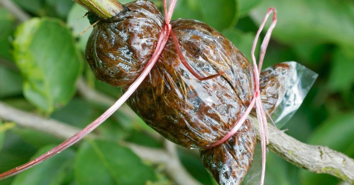 The Complete Guide to Airlayering For Beginners Houseplant