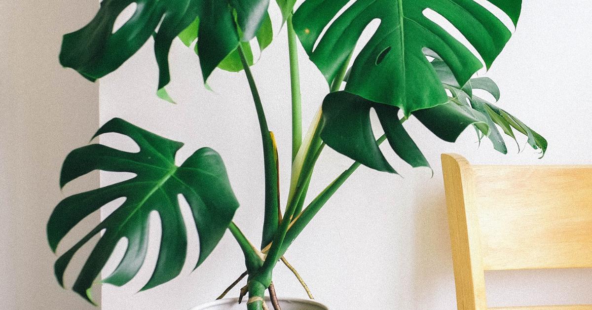 This Is Why Your Monstera Only Has One Stem - Planet Houseplant