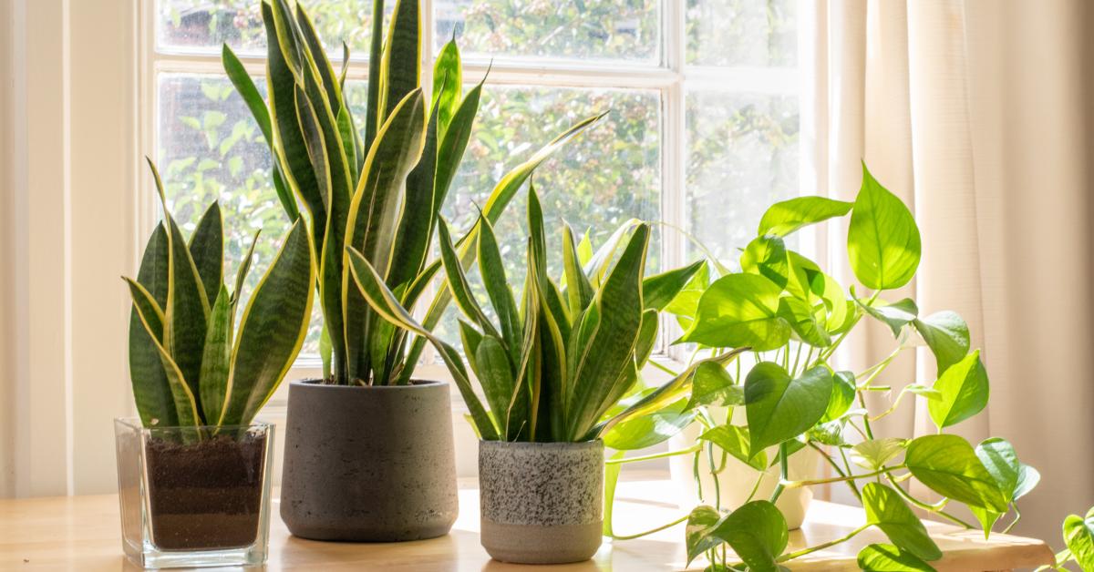 10 Easy Care Houseplants (According to ChatGPT) Houseplant