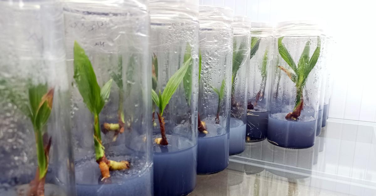 How to Tissue Culture Houseplants At Home And Make One Houseplant Into