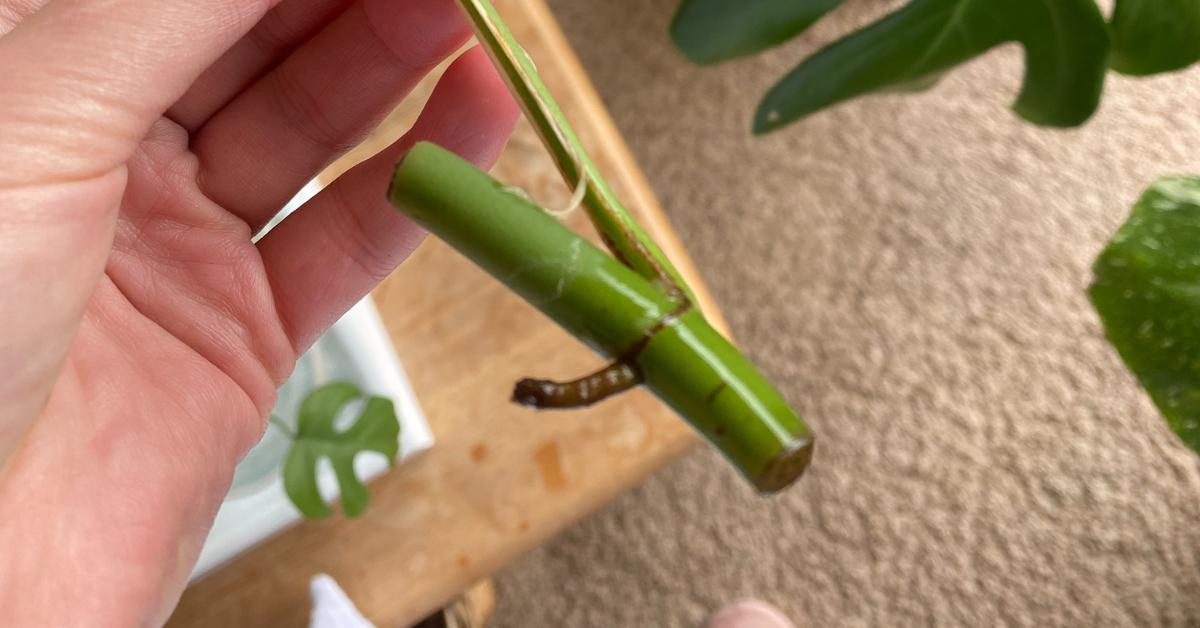 Monstera Cuttings DON’T Need An Aerial Root (But They Can Help