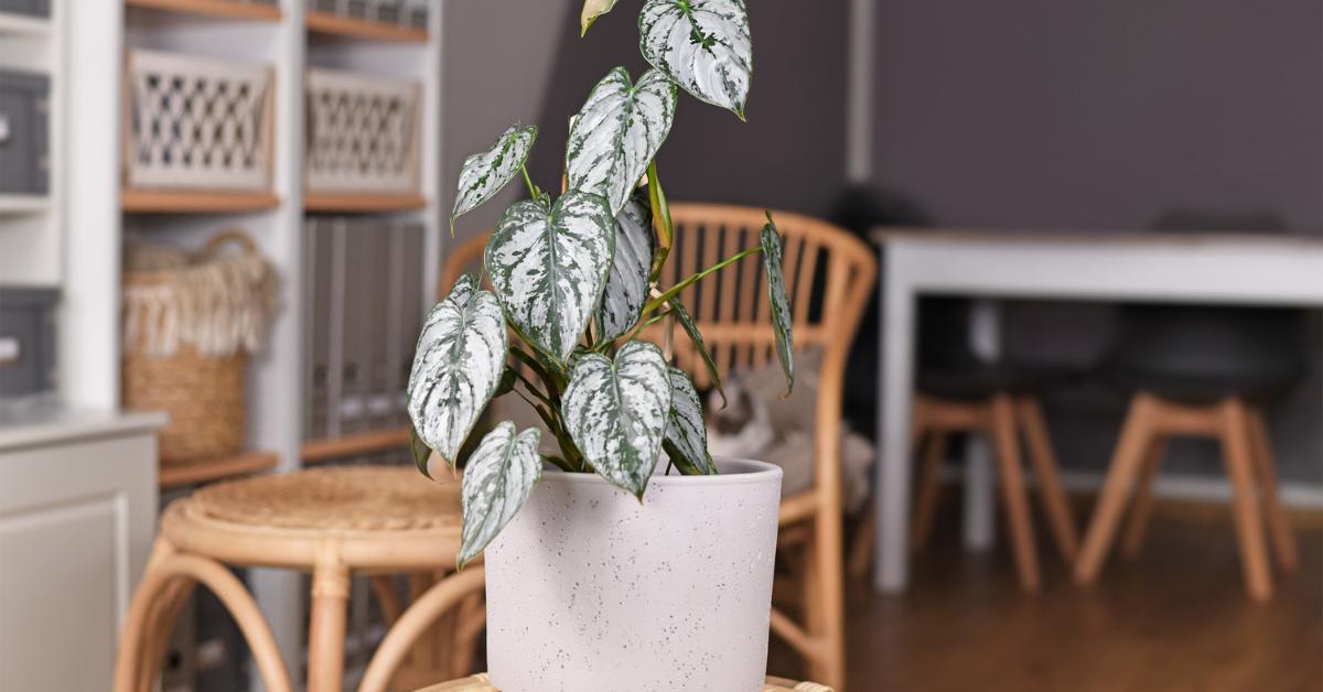 Humidity Requirements For Philodendron Houseplant