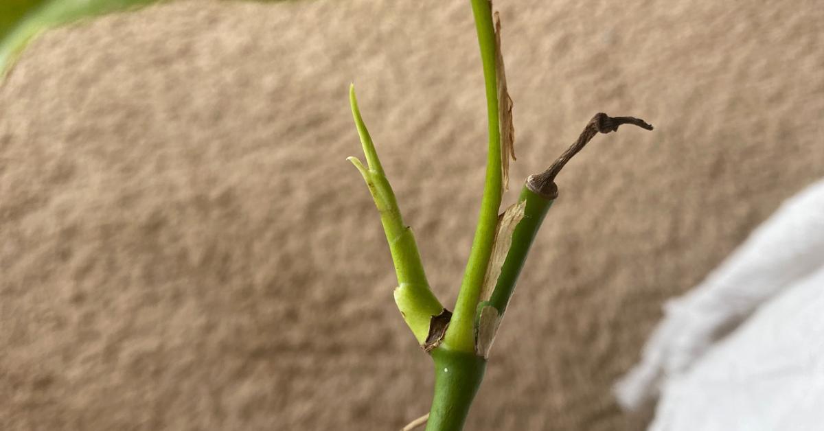 Top Cuttings DO Root Faster (But That’s Not The Whole Story)