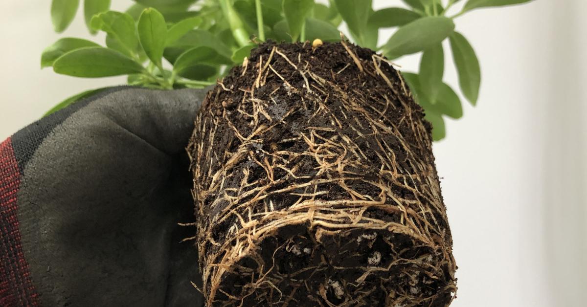 You Don’t Need to Break Up Roots When Repotting (And You Probably