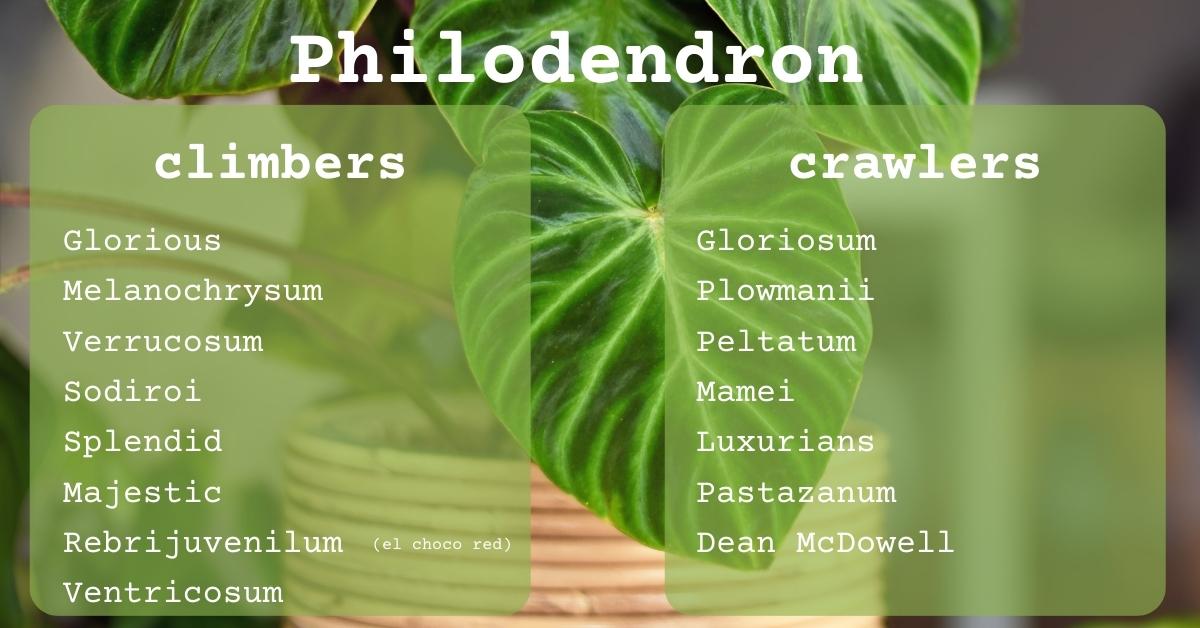 Most Philodendron Are Climbers - Here's How to Know If You Have A Crawler -  Planet Houseplant