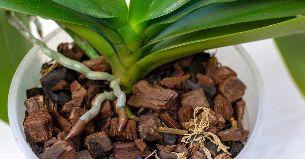 Some Orchids Have Aerial Roots In Fact, ALL Their Roots Are Aerial