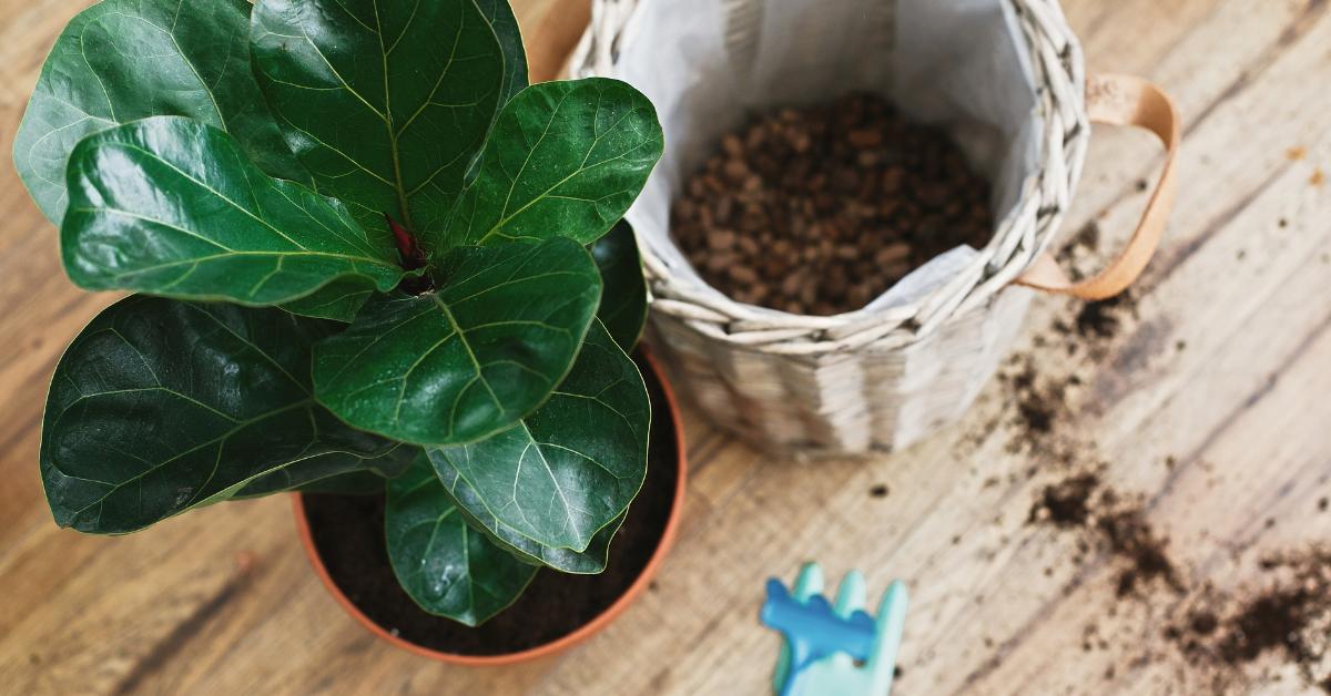 Houseplant’s Guide to Growing Fiddle Leaf Fig Trees In LECA Houseplant