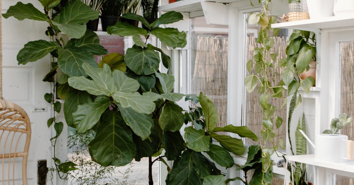 You Can Grow Two Fiddle Leaf Fig Trees In One Pot - Here's What You Need to  Know - Planet Houseplant