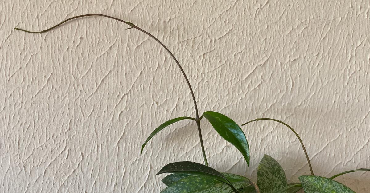 You’re Not Imagining It Hoya Move On Their Own Houseplant