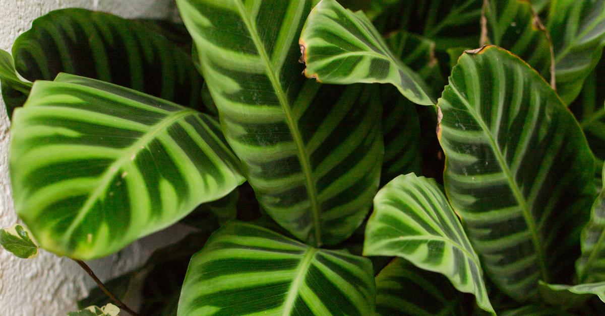 calathea ornata rosa Buy Calathea Ornata main image 1