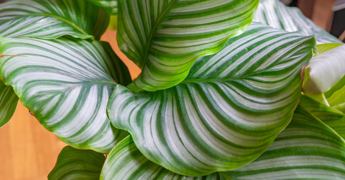 Why Are Calathea Considered Difficult? - Planet Houseplant