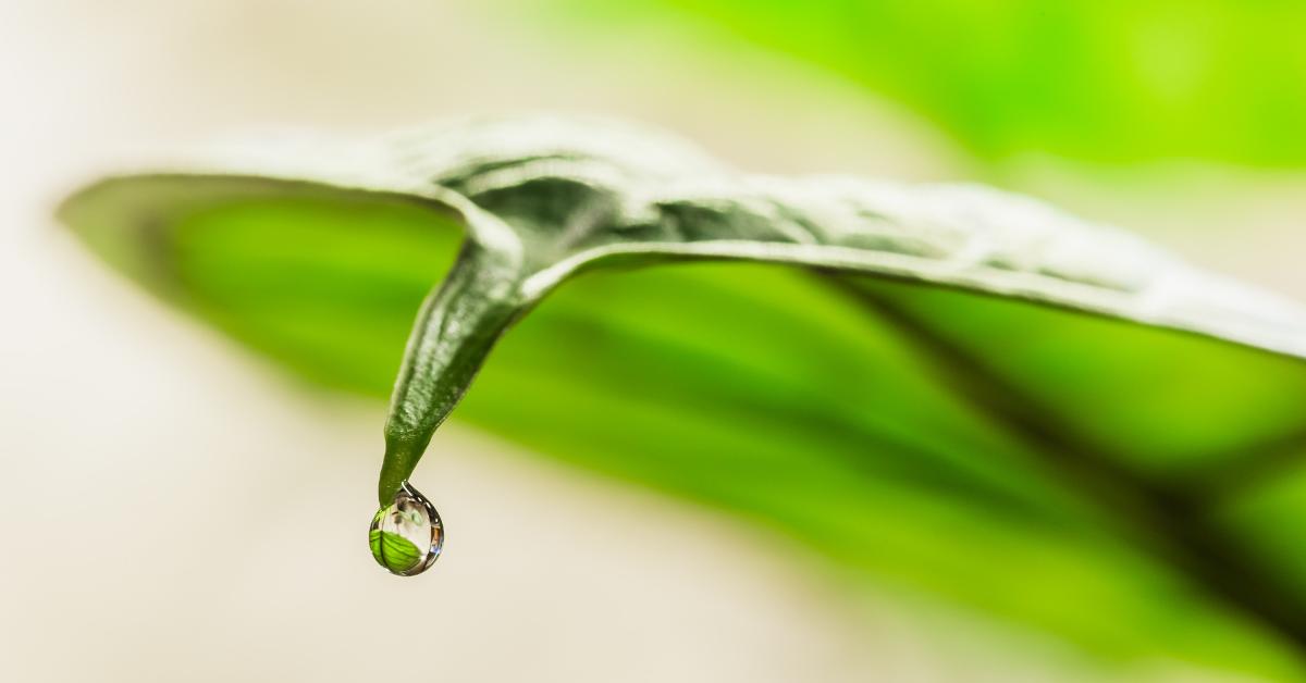 Alocasia Drip A Tonne Of Water Here’s Why Houseplant