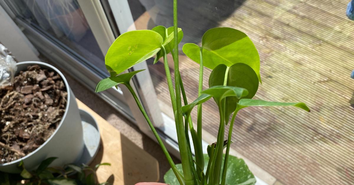 Baby Monstera Care Guide - Planet Houseplant
