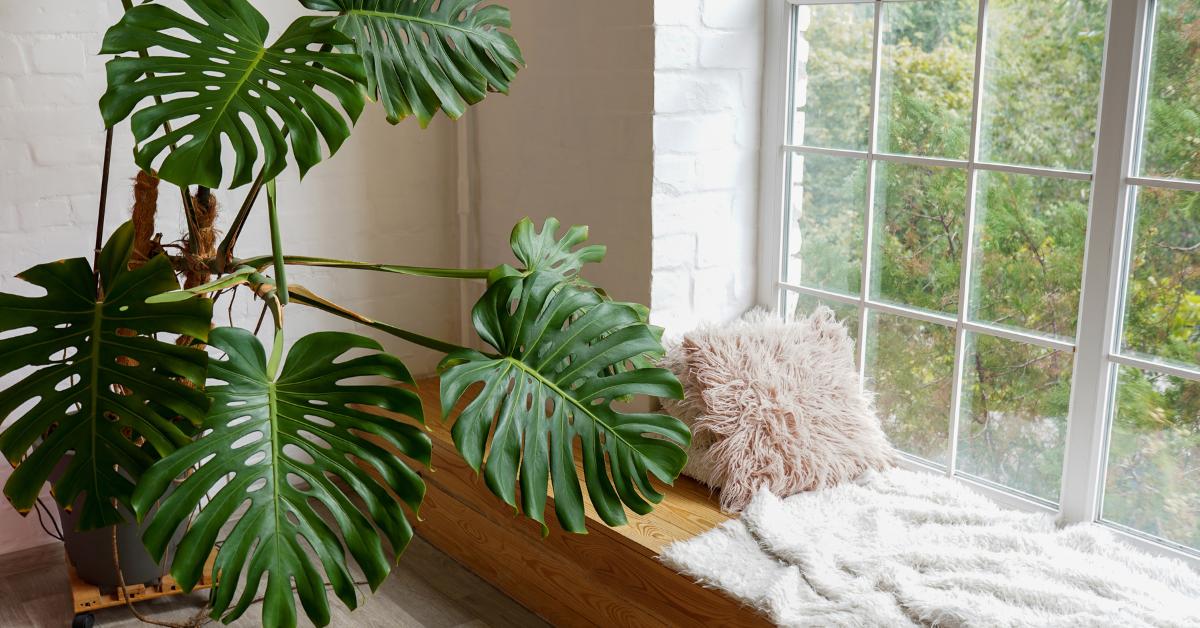 philodendron prince of orange standort Philodendron Prince of Orange Plants for Sale