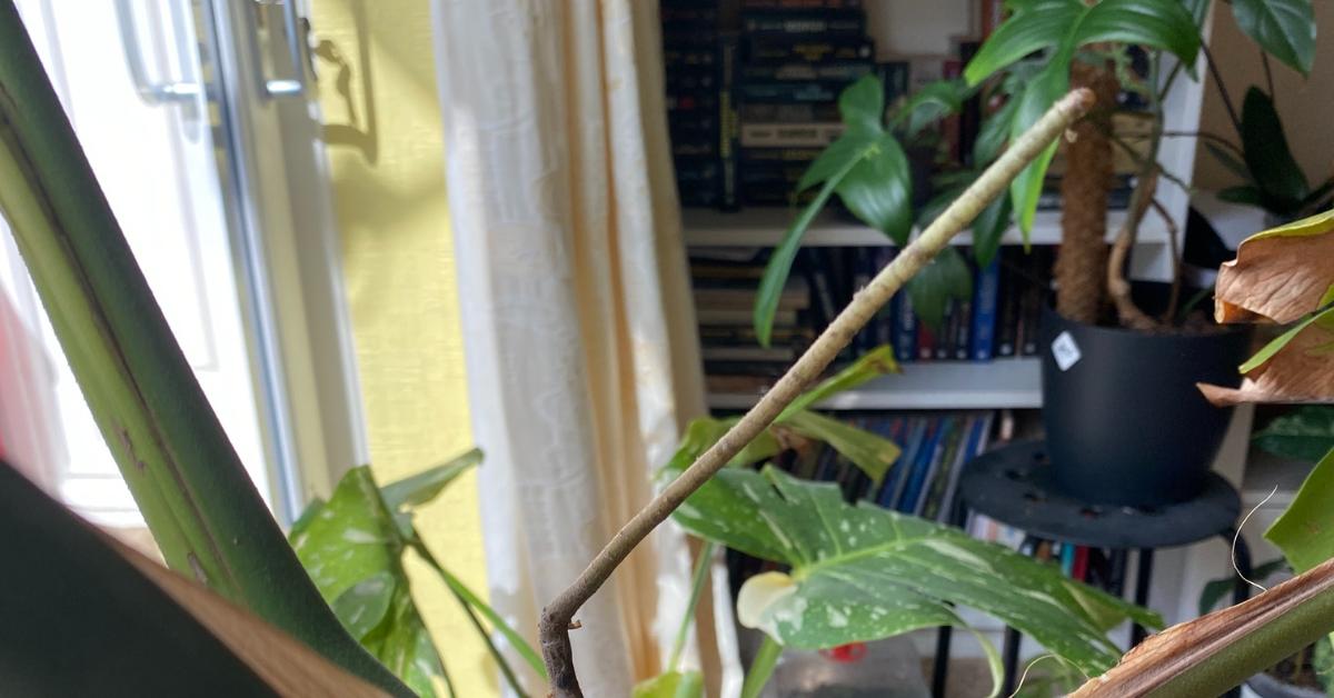 What to do with Monstera aerial roots when repotting (don't just cut them  off) - Planet Houseplant