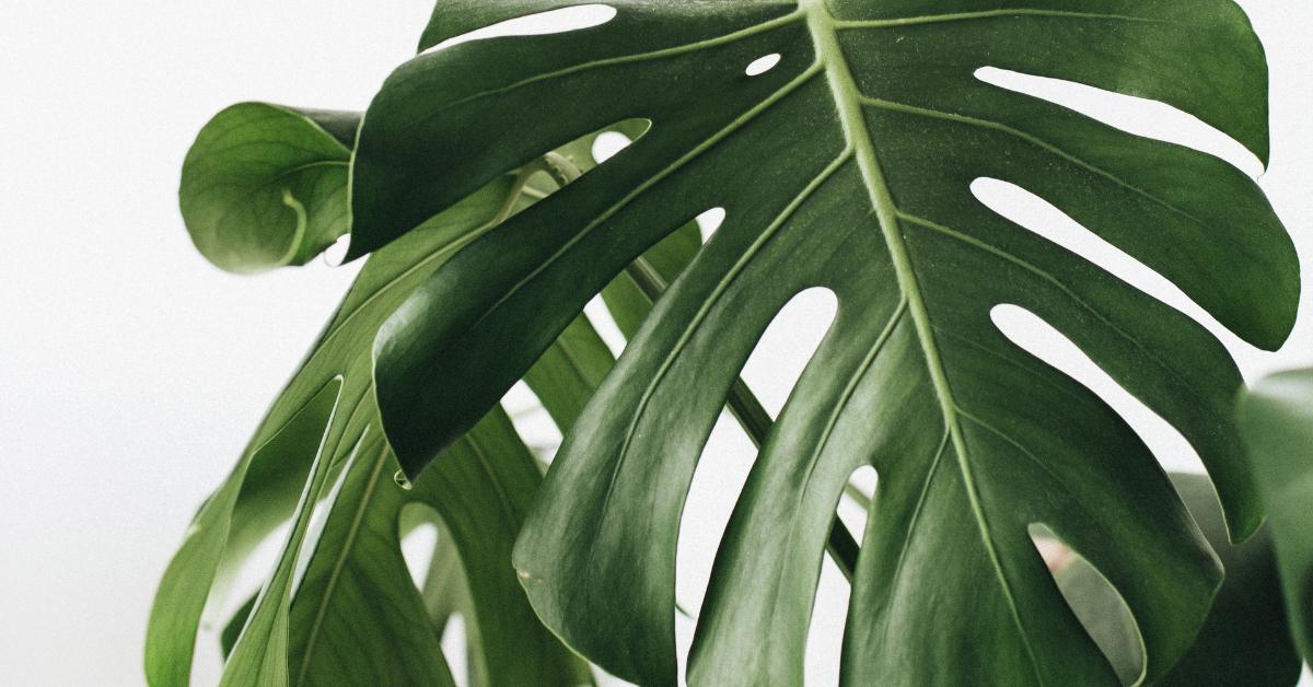 Houseplant’s Guide to Growing Monstera Deliciosa In LECA