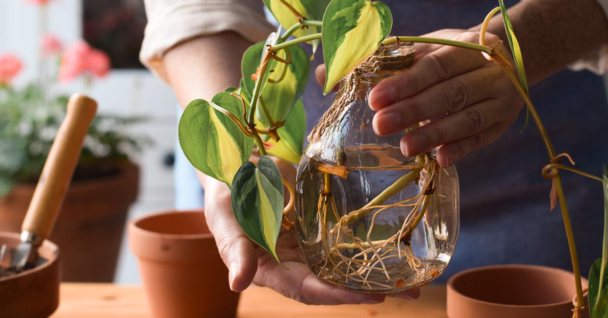 This Is The Best Time Of Year to Propagate Houseplants Houseplant