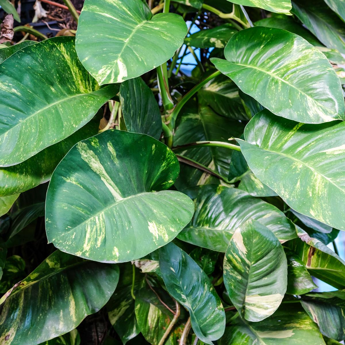 How to Grow A Fenestrated Pothos - Planet Houseplant
